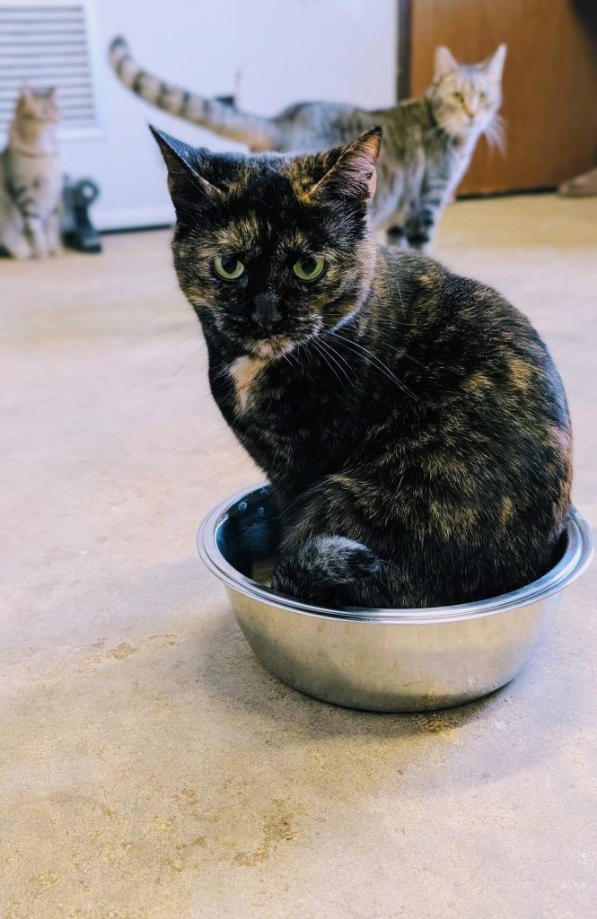 Enlarge Ruby, a Adoptable mixed breed in Portland, IN image 3/5