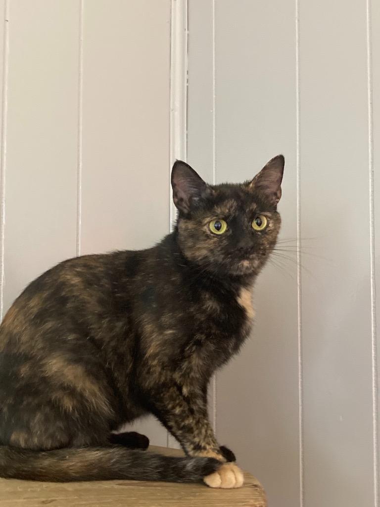 Enlarge Ruby, a Adoptable mixed breed in Portland, IN image 6/6