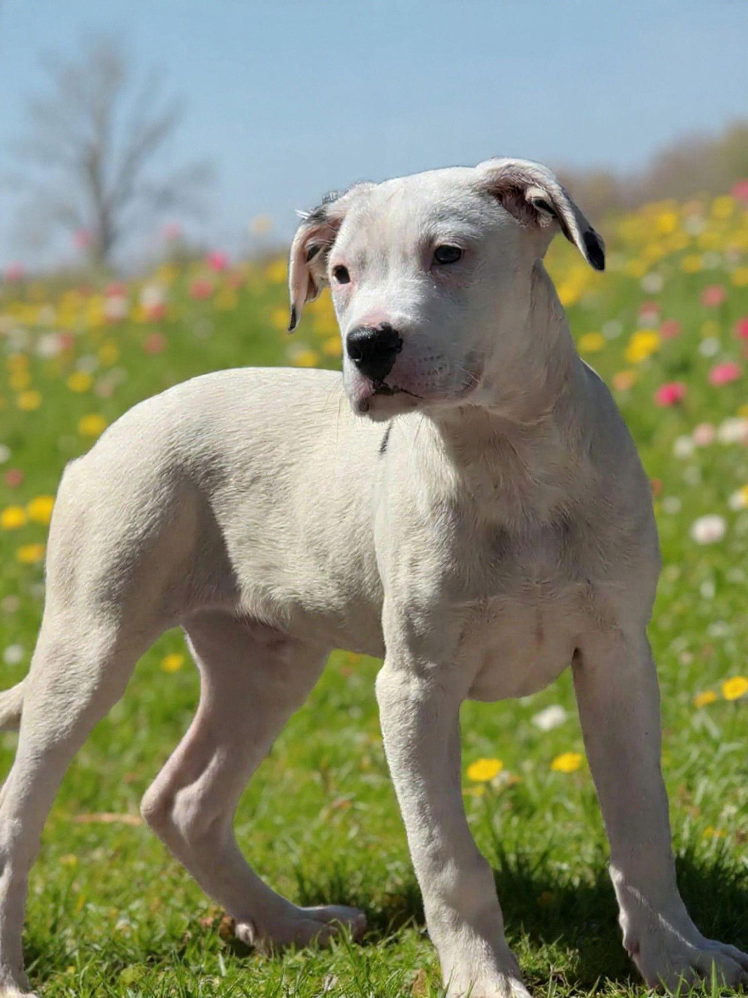Enlarge Chauncy 26/130, a Adopted Dogo Argentino in Talladega, AL image 2/3