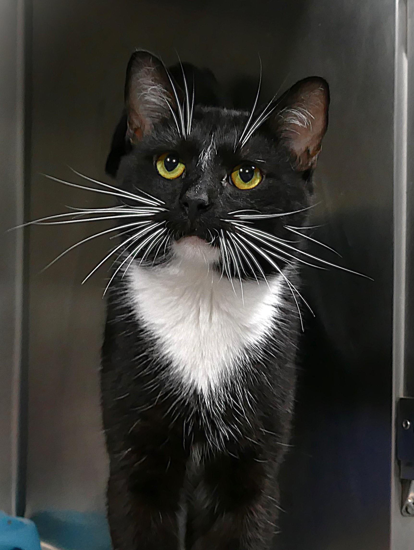 Enlarge MINKUS, a ADOPTABLE mixed breed in Beechbottom, WV image 1/1