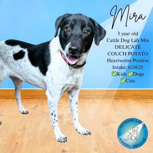 Mira, Adopted, Adult Female Australian Cattle Dog / Blue Heeler.