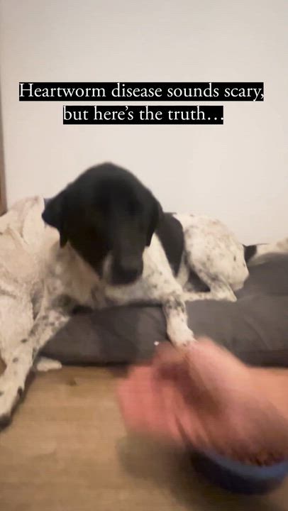 Enlarge Mira, a Adopted Australian Cattle Dog / Blue Heeler in Royalton, IL video 2/2