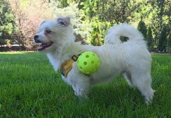 Enlarge Winston, a ADOPTABLE mixed breed in Monroe, NC image 3/6