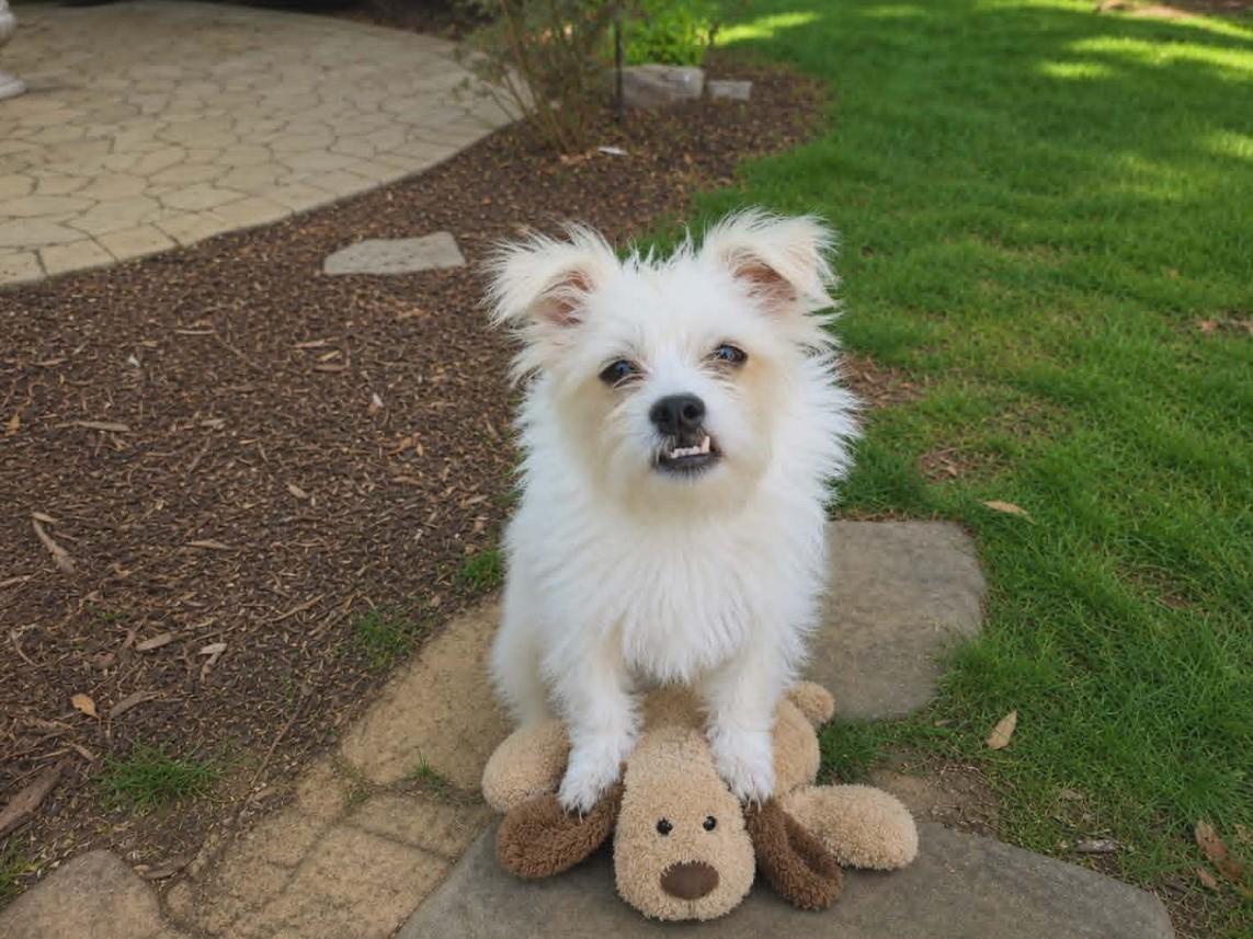 Enlarge Winston, a ADOPTABLE mixed breed in Monroe, NC image 2/6