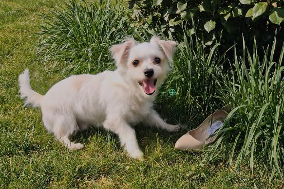 Enlarge Winston, a ADOPTABLE mixed breed in Monroe, NC image 5/6