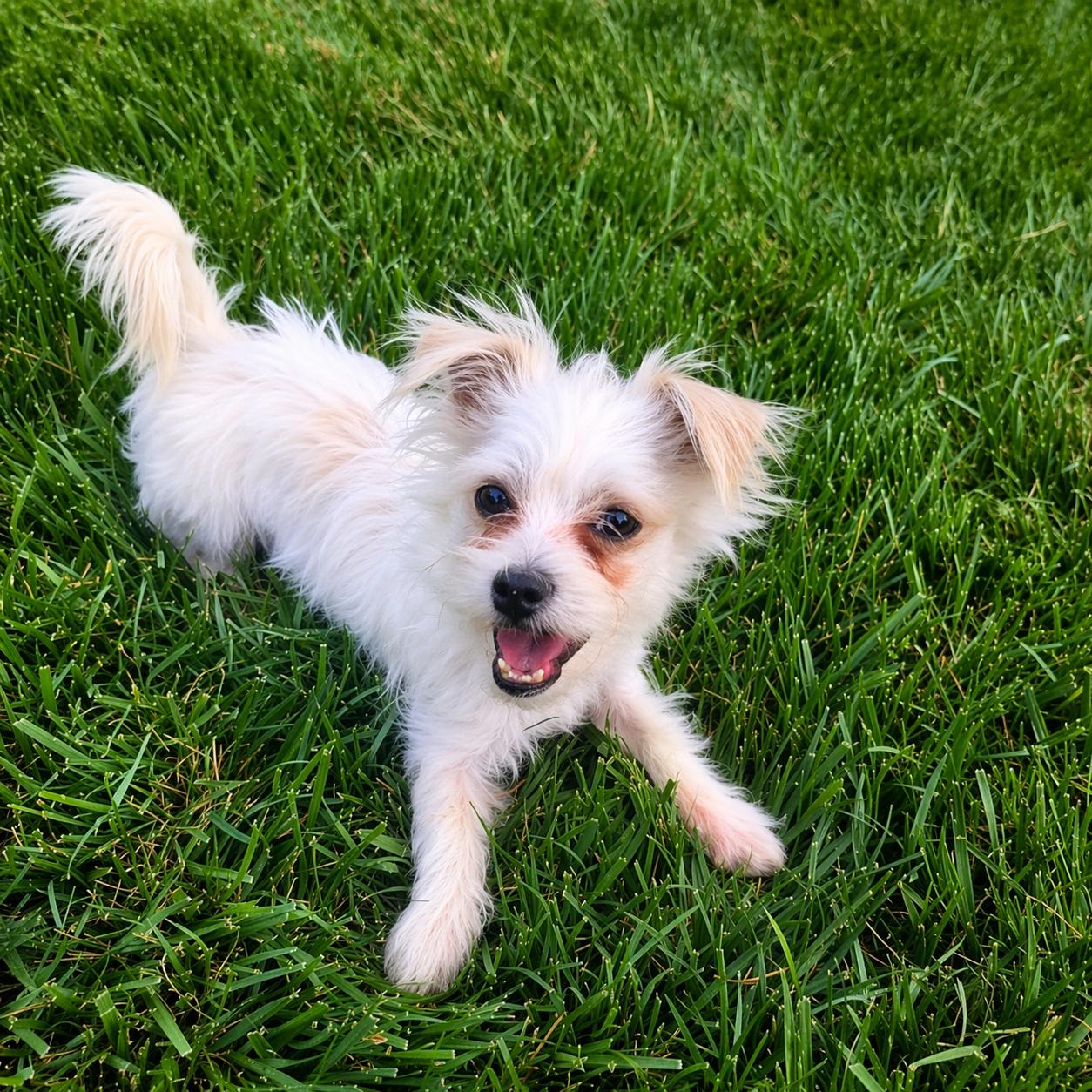 Winston, ADOPTABLE, Young Male Maltese & Brussels Griffon.