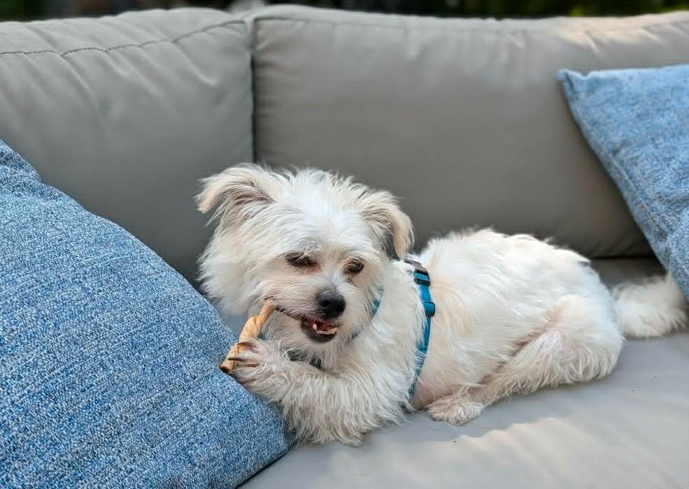 Enlarge Winston, a ADOPTABLE mixed breed in Monroe, NC image 6/6