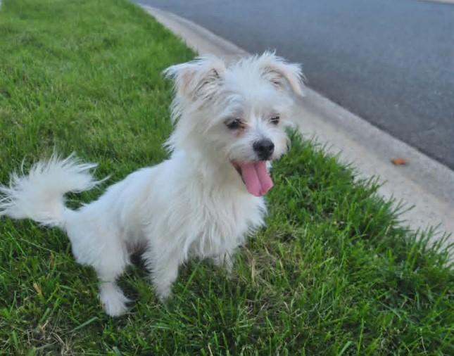 Enlarge Winston, a ADOPTABLE mixed breed in Monroe, NC image 5/6