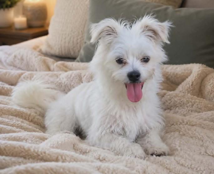 Winston, ADOPTABLE, Young Male Maltese & Brussels Griffon.