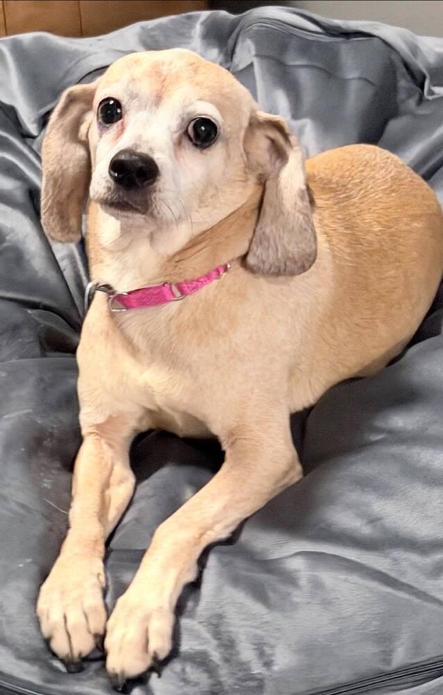 Gabby Baby, Adoptable, Adult Female Beagle & Mixed Breed.