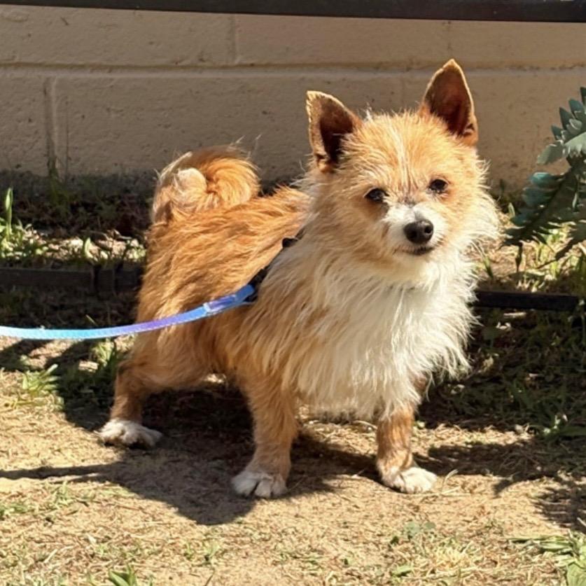 CHIP, Adoptable, Adult Male Terrier & Mixed Breed.