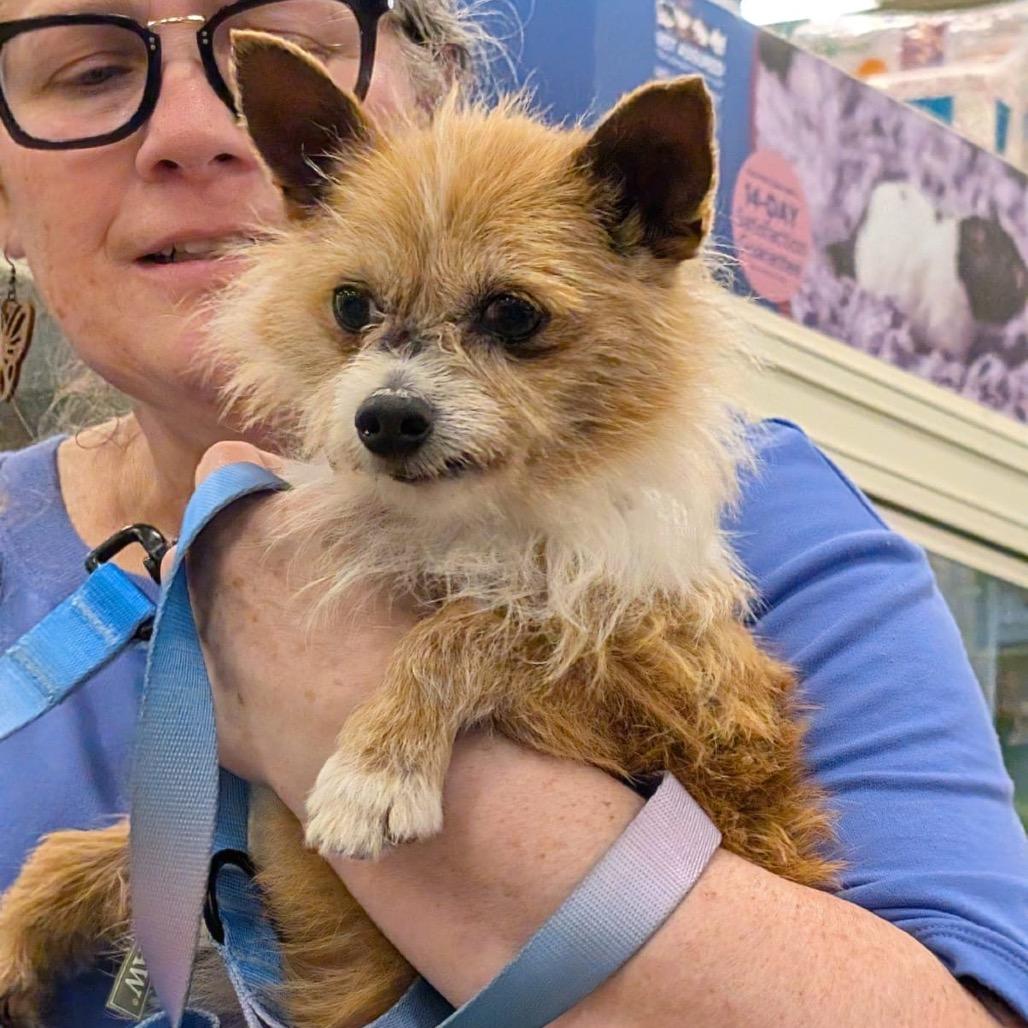 Enlarge CHIP, a Adoptable mixed breed in Berlin, NJ image 3/5