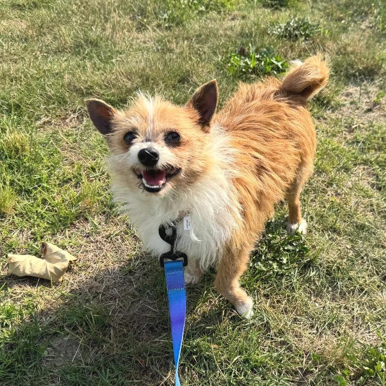 Enlarge CHIP, a Adoptable mixed breed in Berlin, NJ image 2/5