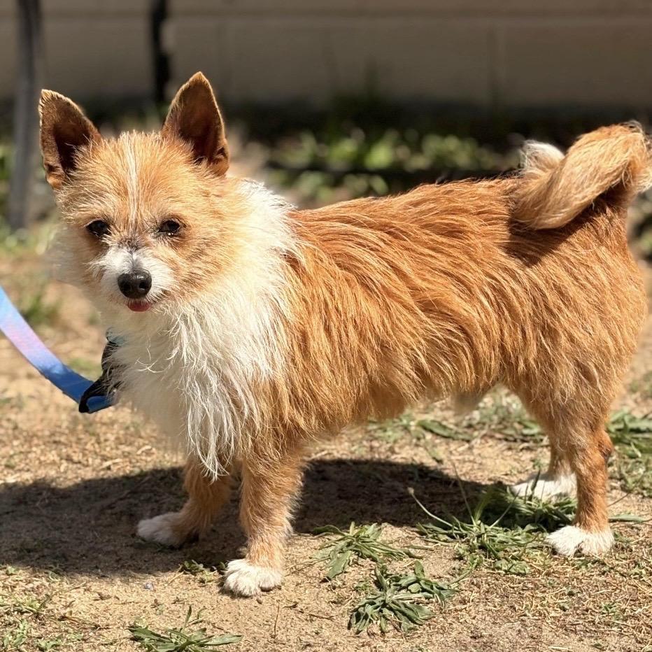 Enlarge CHIP, a Adoptable mixed breed in Berlin, NJ image 4/5