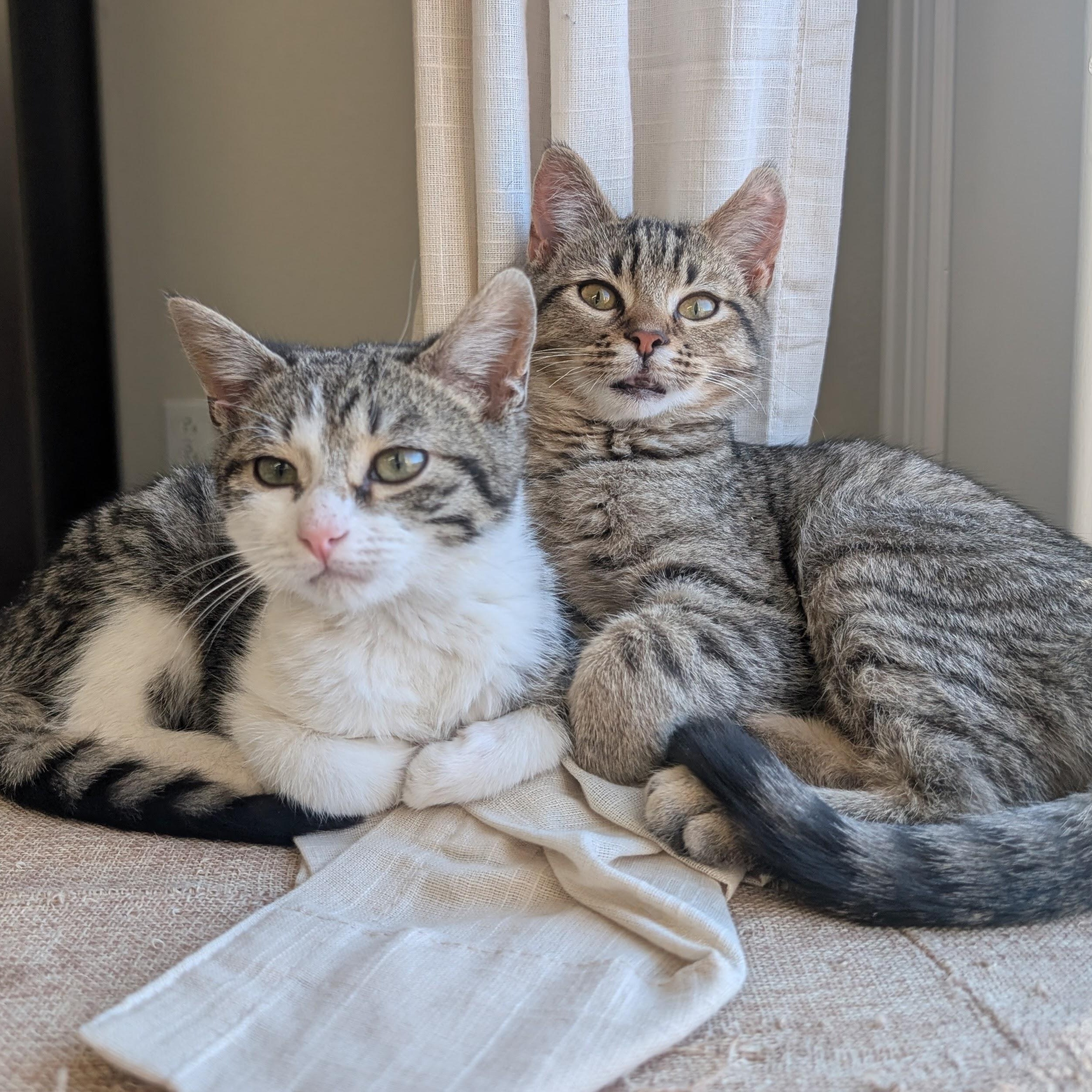 Enlarge Cabbage Patch Kid Morley-Steve, an adopted Domestic Short Hair in Denver, CO image 5/5