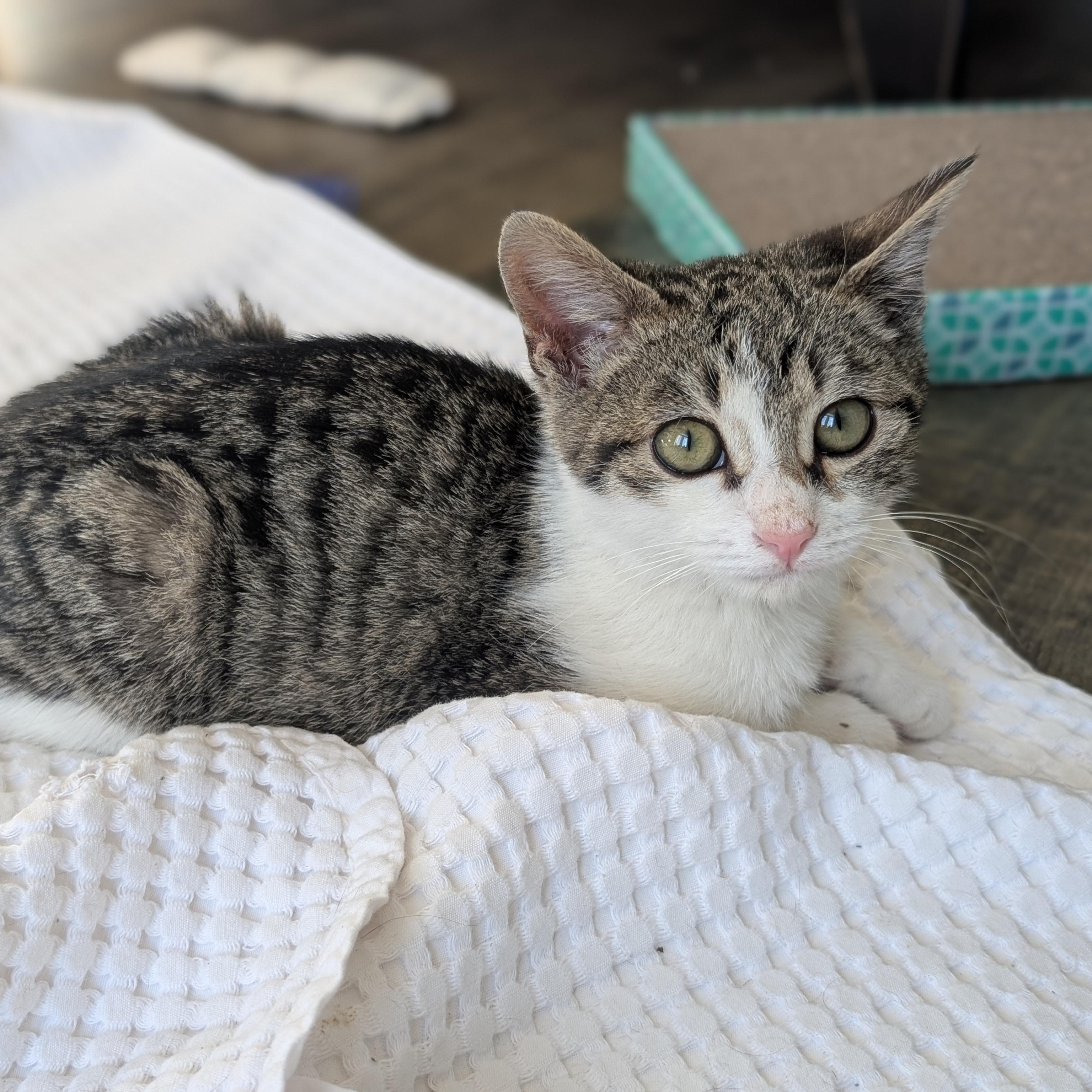 Enlarge Cabbage Patch Kid Morley-Steve, an adopted Domestic Short Hair in Denver, CO image 4/5