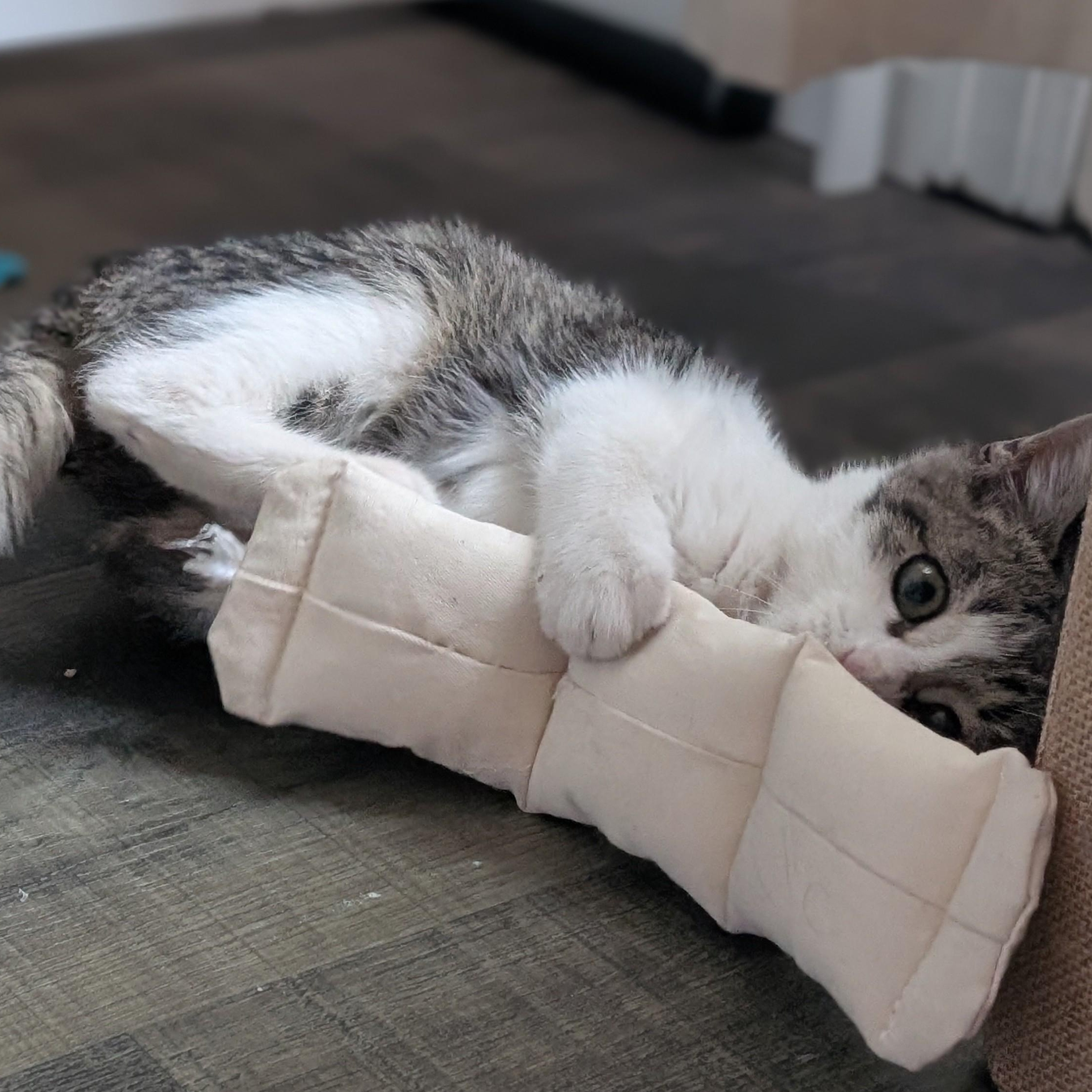 Enlarge Cabbage Patch Kid Morley-Steve, an adopted Domestic Short Hair in Denver, CO image 3/5