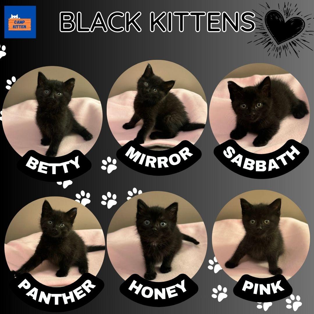 Enlarge Honey, an adoptable Domestic Short Hair in Andover, MN image 5/6