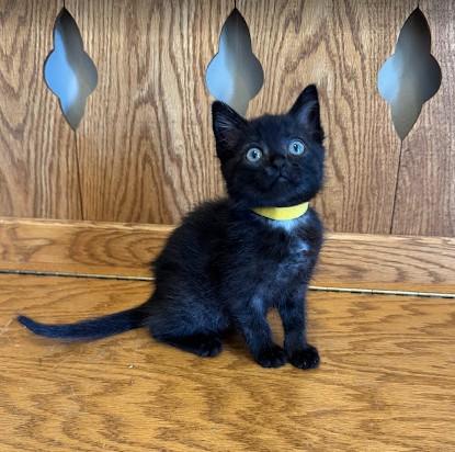 Enlarge Honey, an adoptable Domestic Short Hair in Andover, MN image 3/6