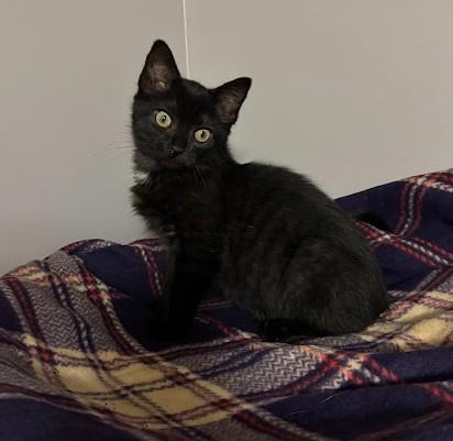 Honey, adoptable, Kitten Male Domestic Short Hair.