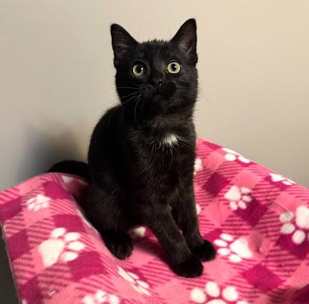Enlarge Honey, an adoptable Domestic Short Hair in Andover, MN image 2/6
