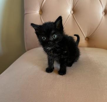 Enlarge Honey, an adoptable Domestic Short Hair in Andover, MN image 4/6