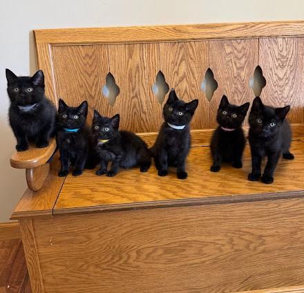 Enlarge Honey, an adoptable Domestic Short Hair in Andover, MN image 6/6