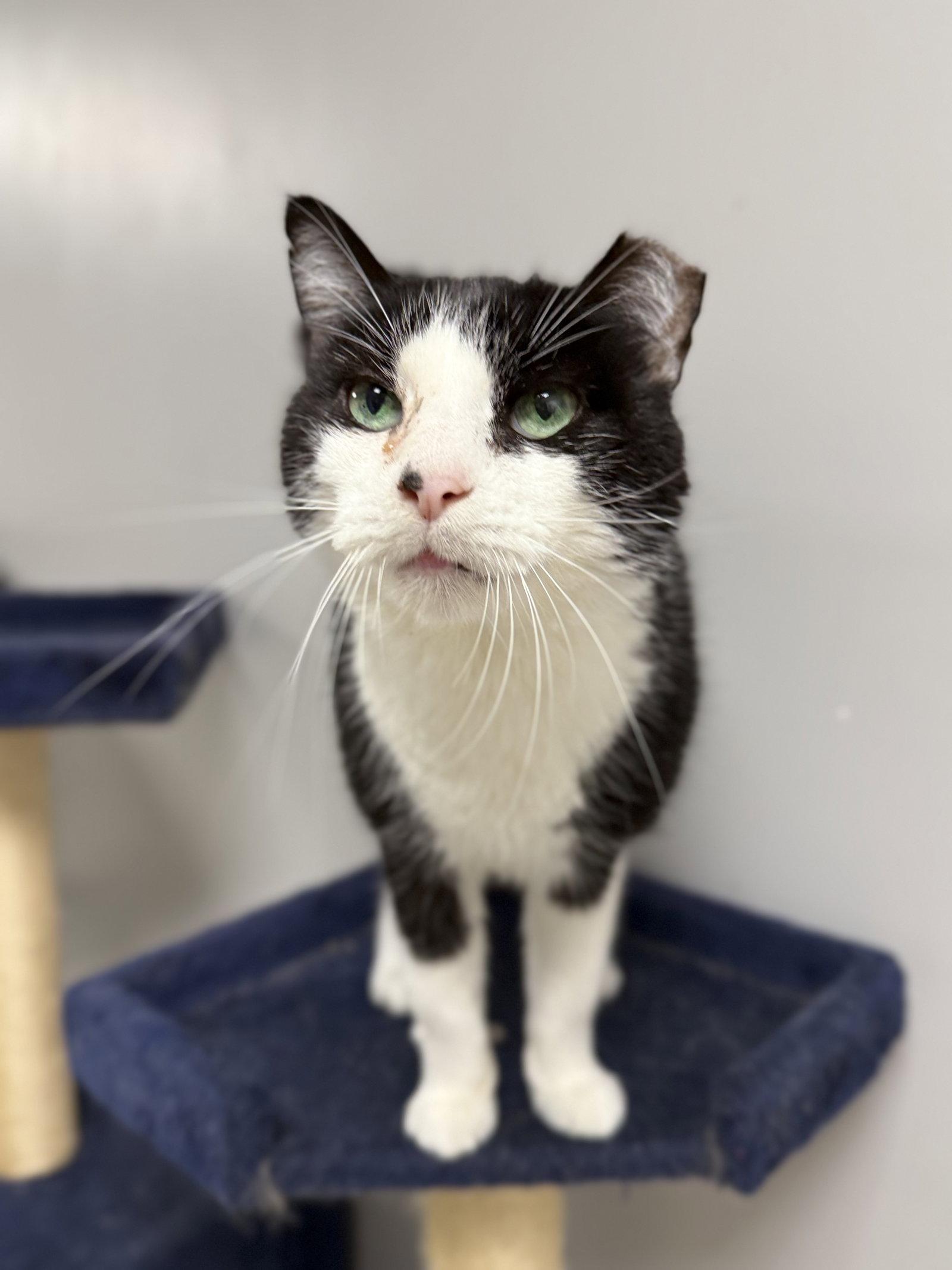 Topper Kow, Adoptable, Young Male Domestic Short Hair.