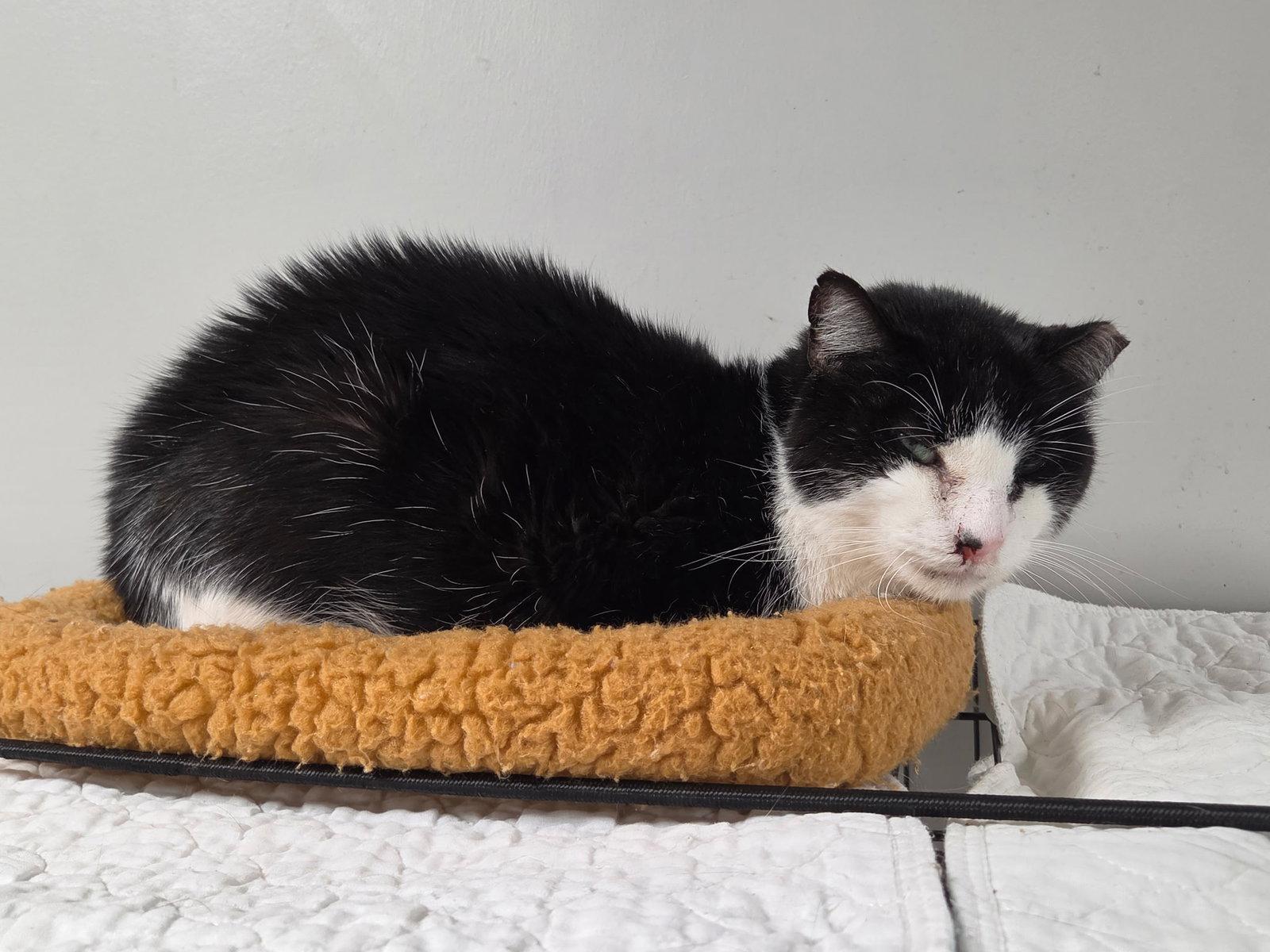 Topper Kow, a Adoptable Domestic Short Hair in Satellite Beach, FL image 2/3