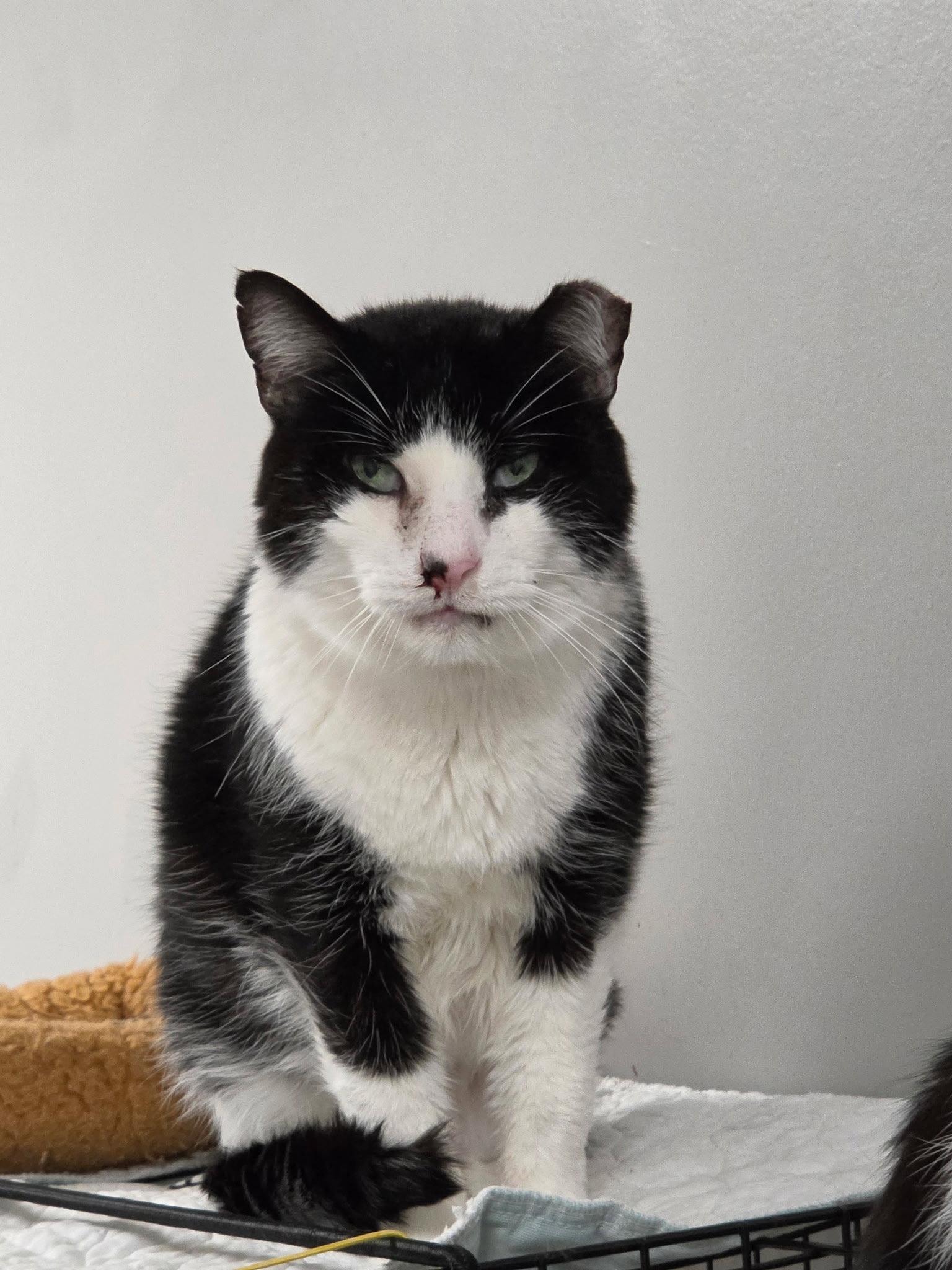 Topper Kow, a Adoptable Domestic Short Hair in Satellite Beach, FL image 3/3