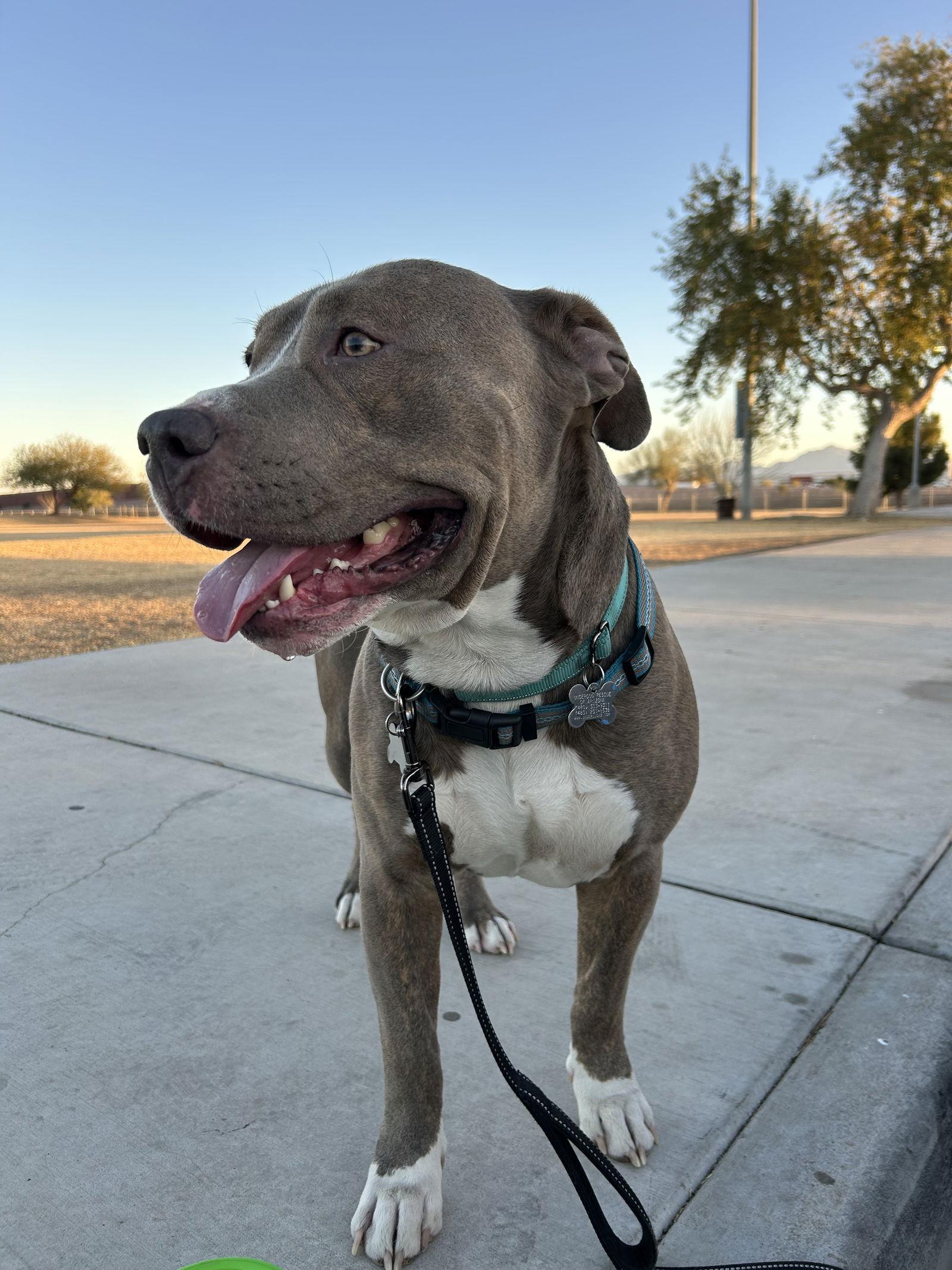 BRUCE, Adoptable, Adult Male American Bulldog & Pit Bull Terrier.