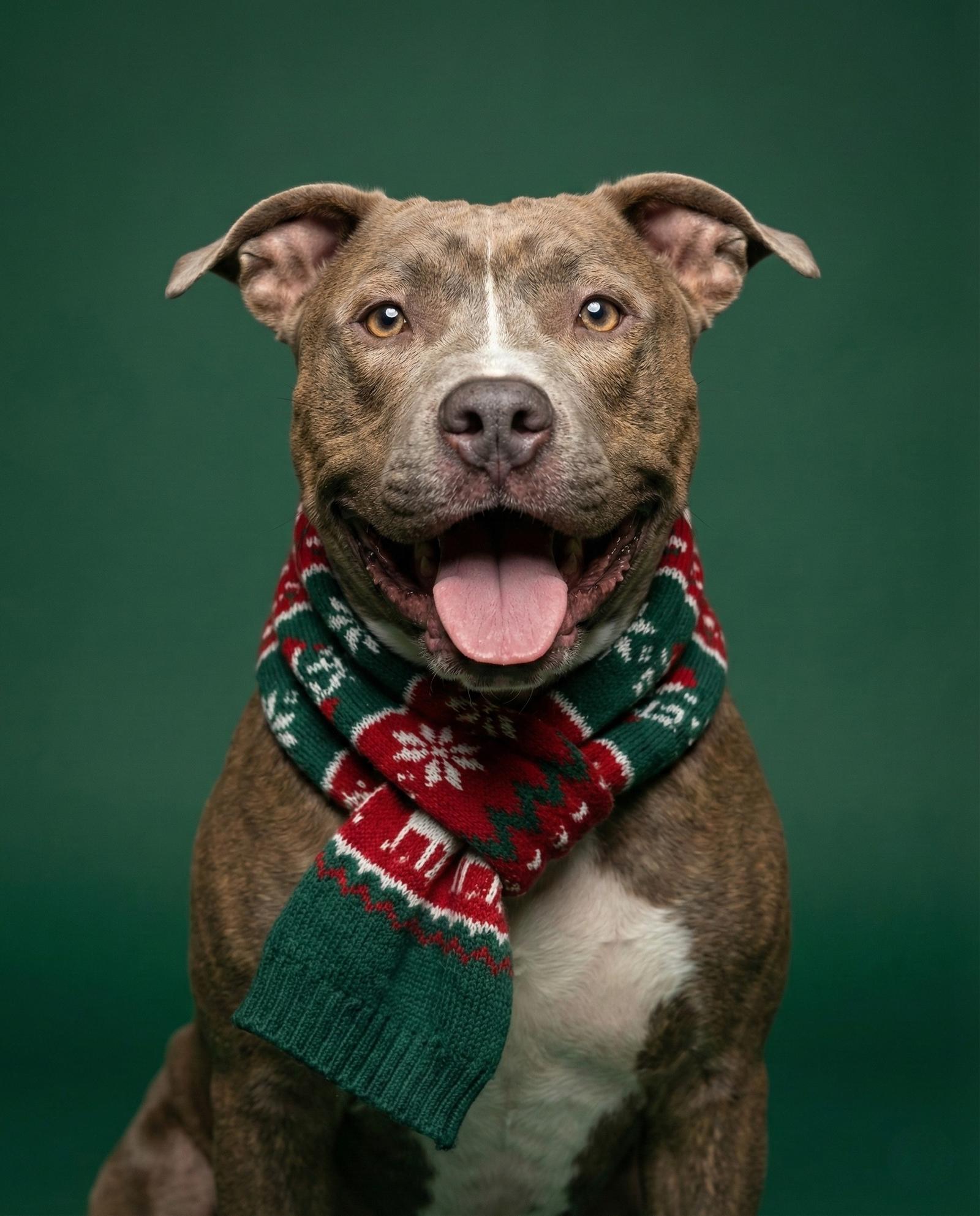 BRUCE, a Adoptable mixed breed in Chandler, AZ image 2/3