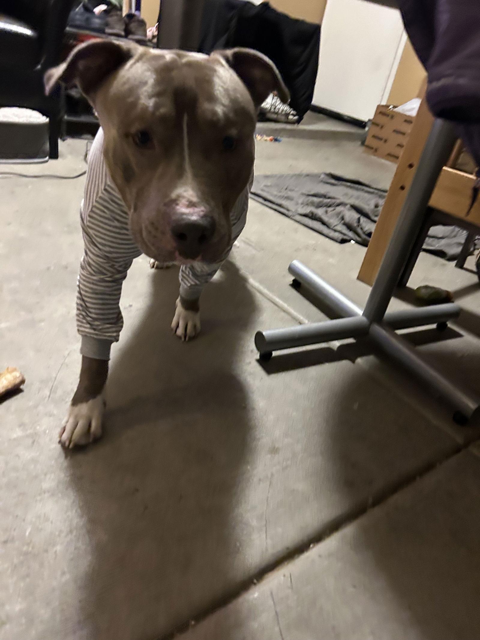 BRUCE, a Adoptable mixed breed in Chandler, AZ image 2/3