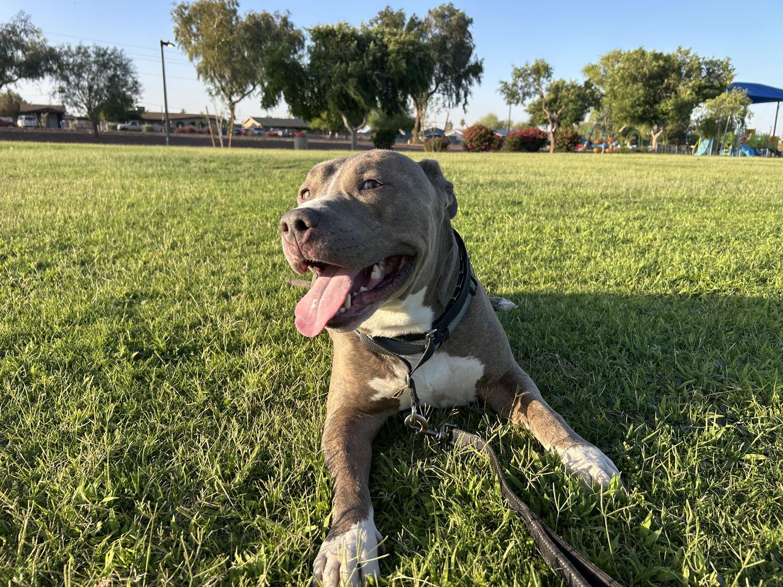 BRUCE, a Adoptable mixed breed in Chandler, AZ image 3/3