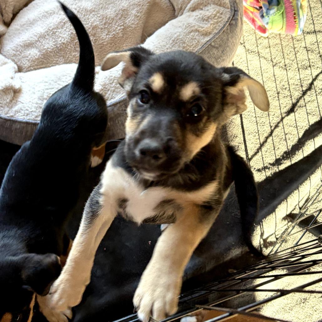 Enlarge Biscotti, a Adoptable Hound in Rockville, MD image 2/6