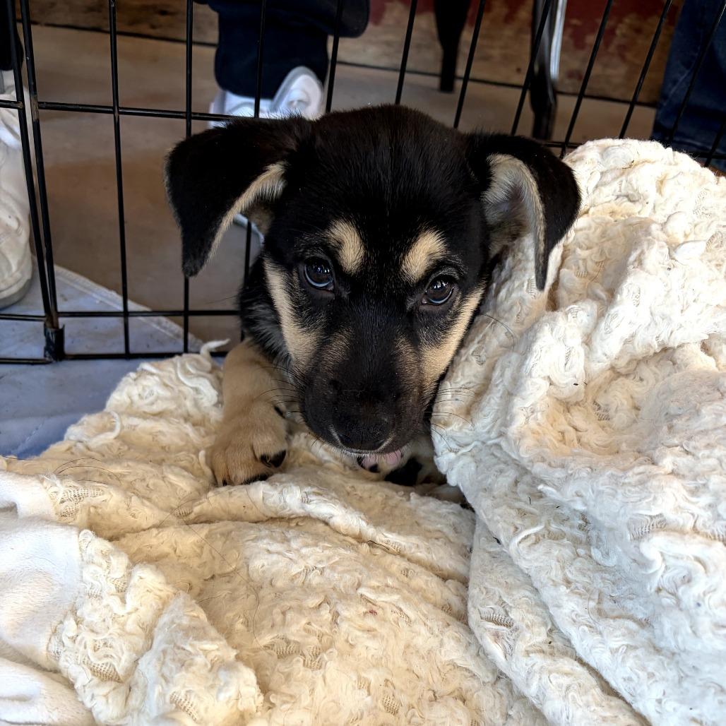 Enlarge Biscotti, a Adoptable Hound in Rockville, MD image 3/6