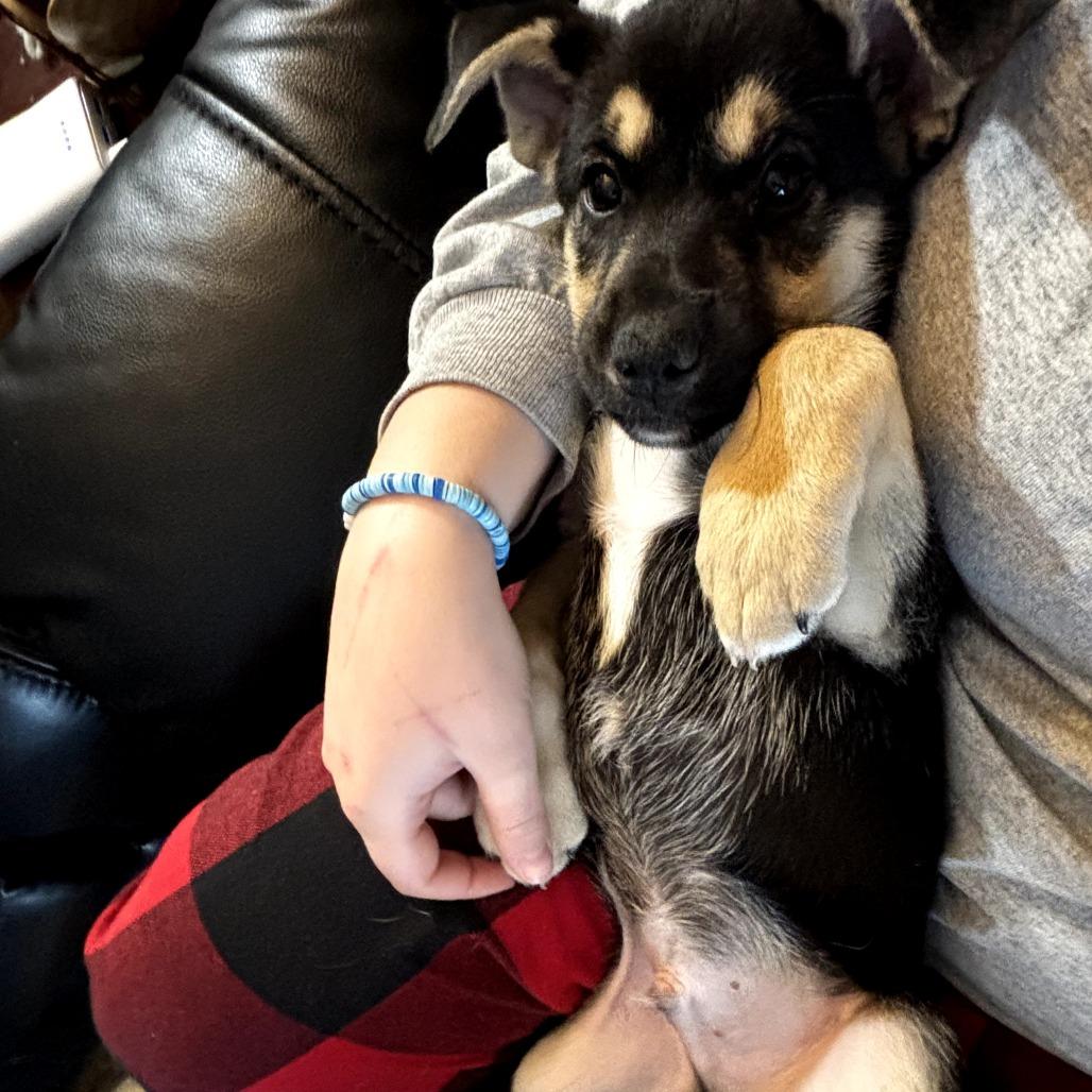 Enlarge Biscotti, a Adoptable Hound in Rockville, MD image 4/6