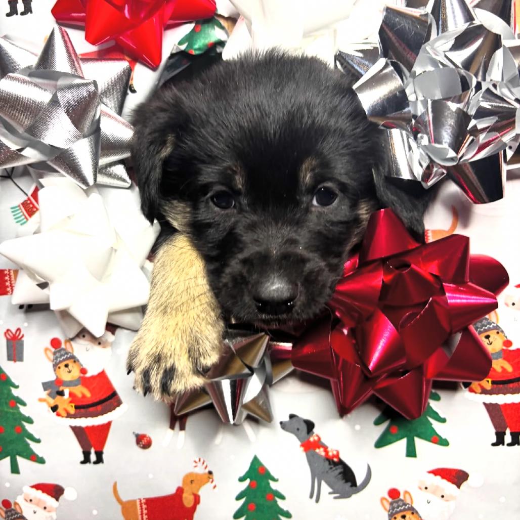 Enlarge Biscotti, a Adoptable Hound in Rockville, MD image 5/6