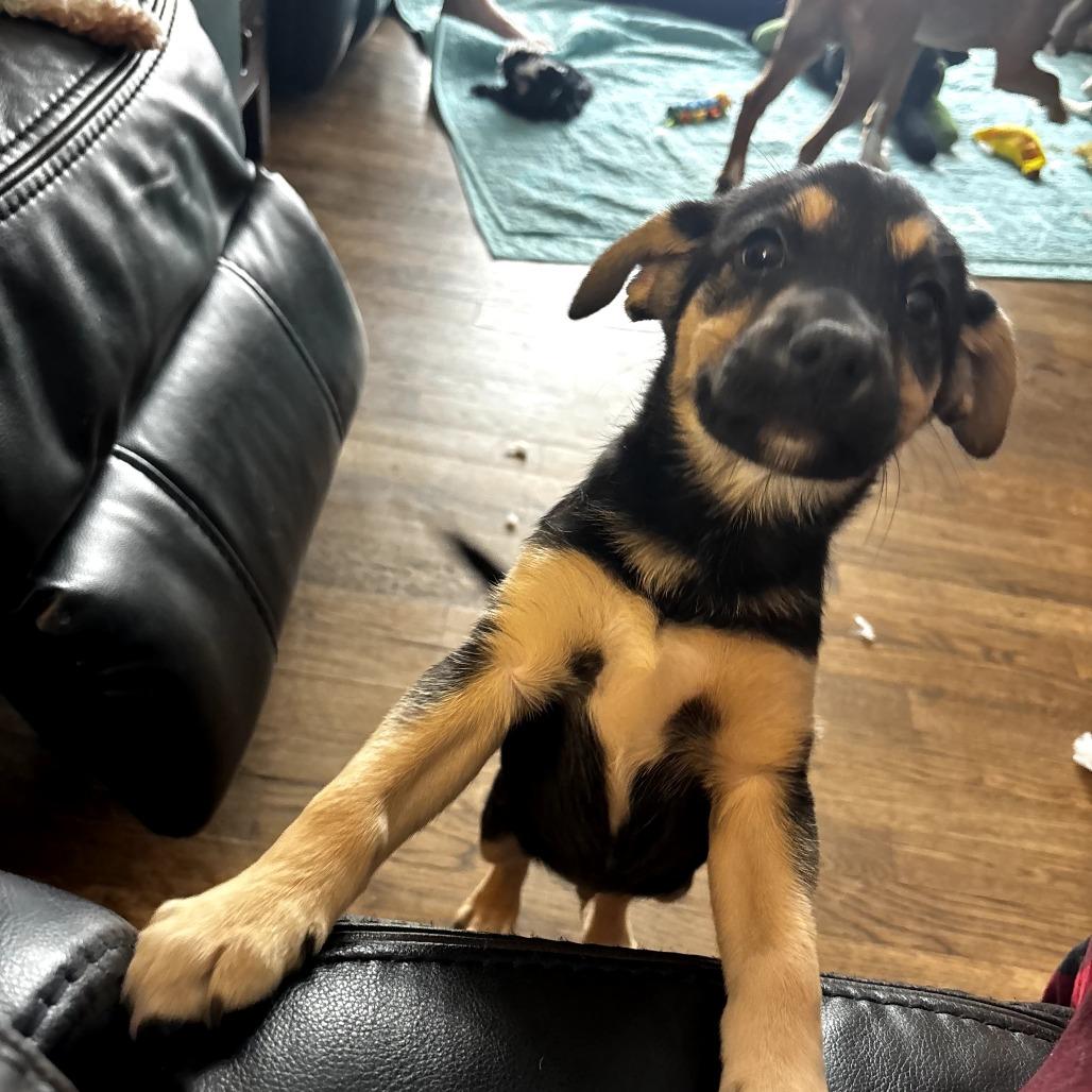 Enlarge Biscotti, a Adoptable Hound in Rockville, MD image 6/6