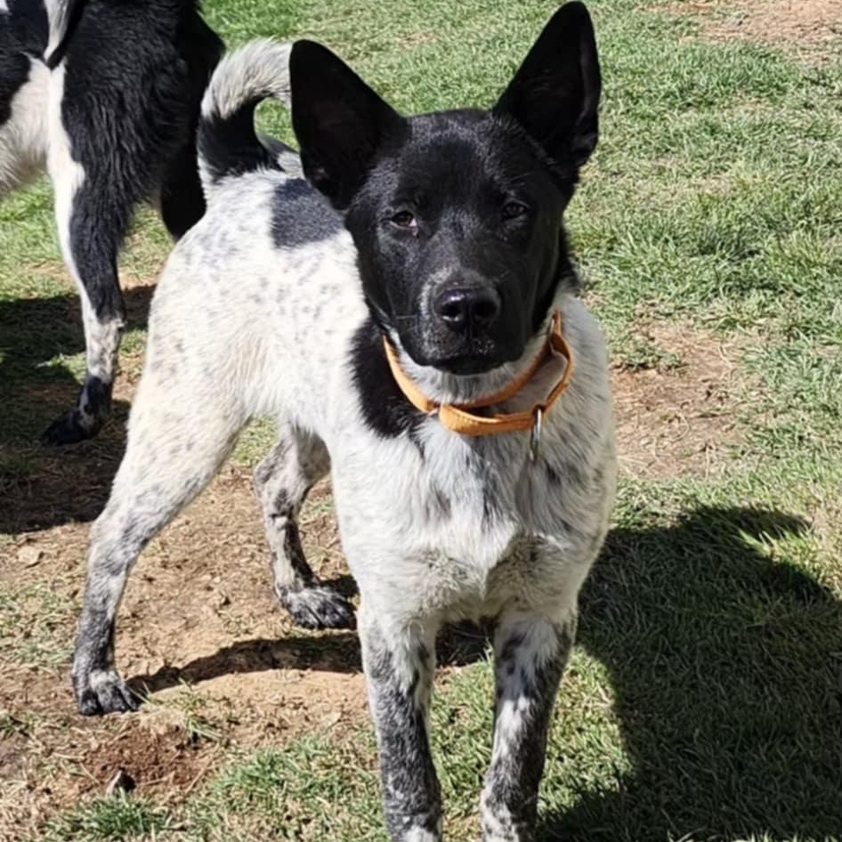 ROMEO, a Adoptable mixed breed in Weatherford, TX image 1/5
