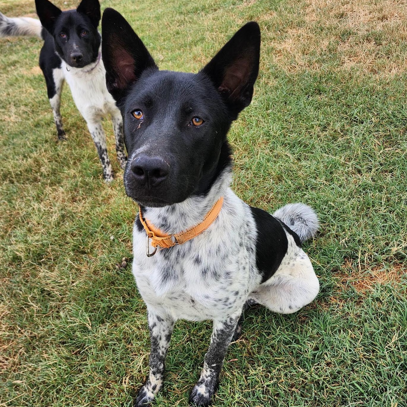 ROMEO, Adoptable, Young Male Akita & Australian Cattle Dog / Blue Heeler.