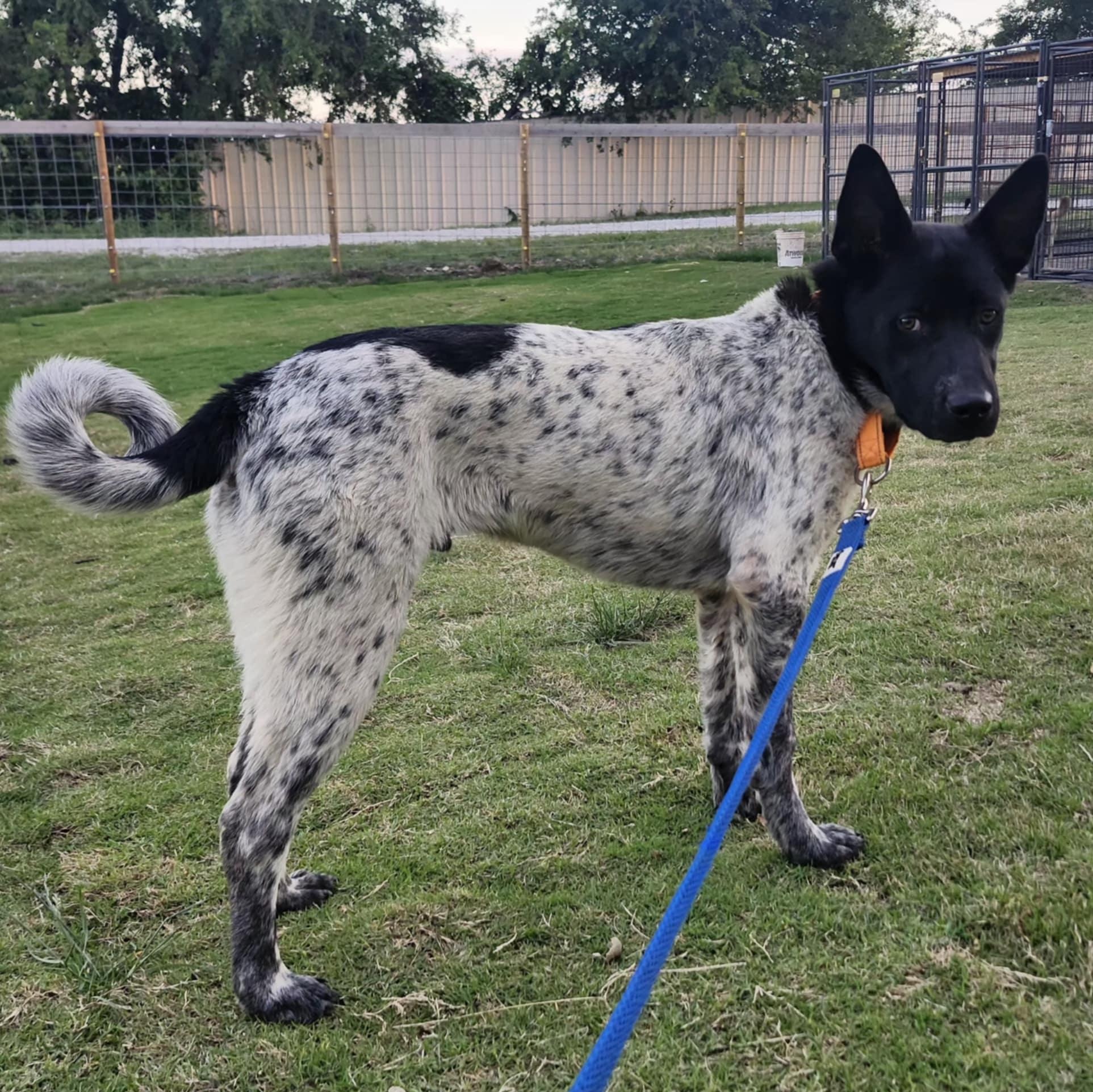 ROMEO, a Adoptable mixed breed in Weatherford, TX image 3/5