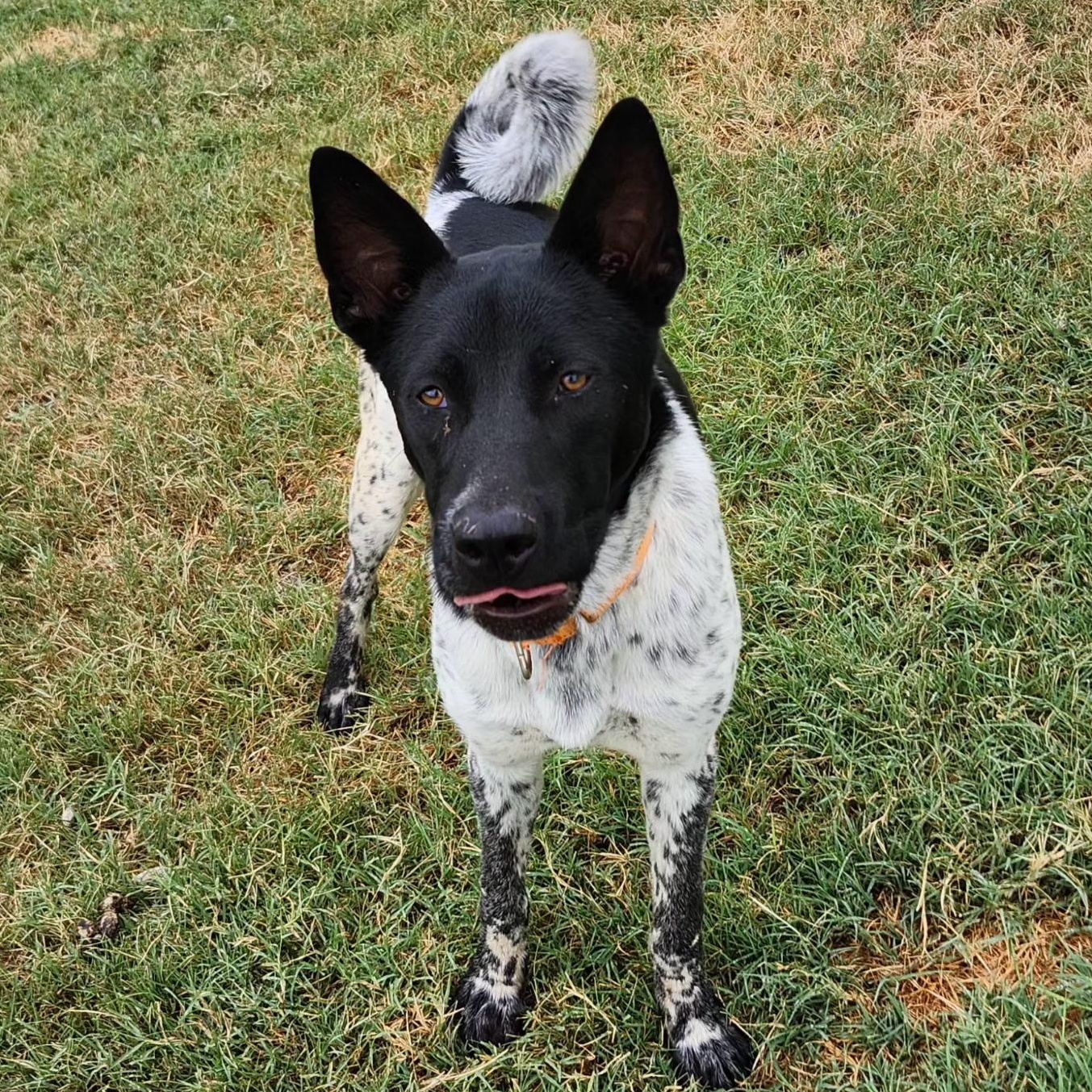 ROMEO, a Adoptable mixed breed in Weatherford, TX image 4/5
