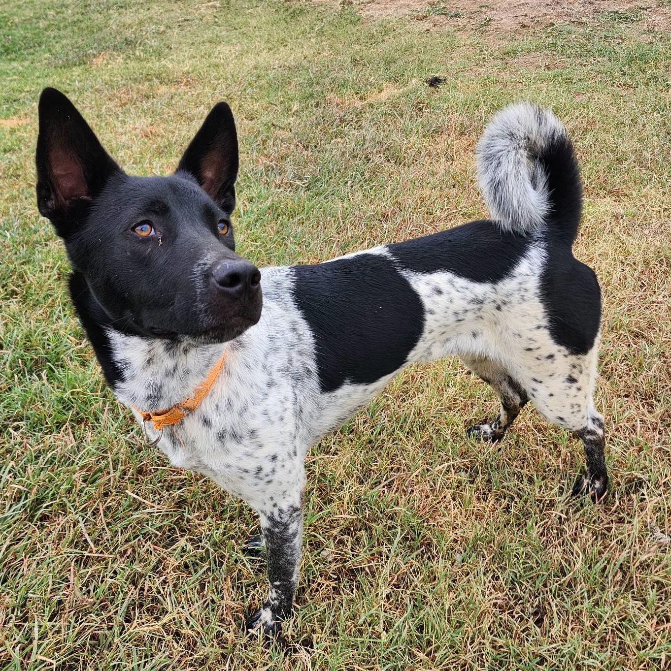 ROMEO, a Adoptable mixed breed in Weatherford, TX image 5/5