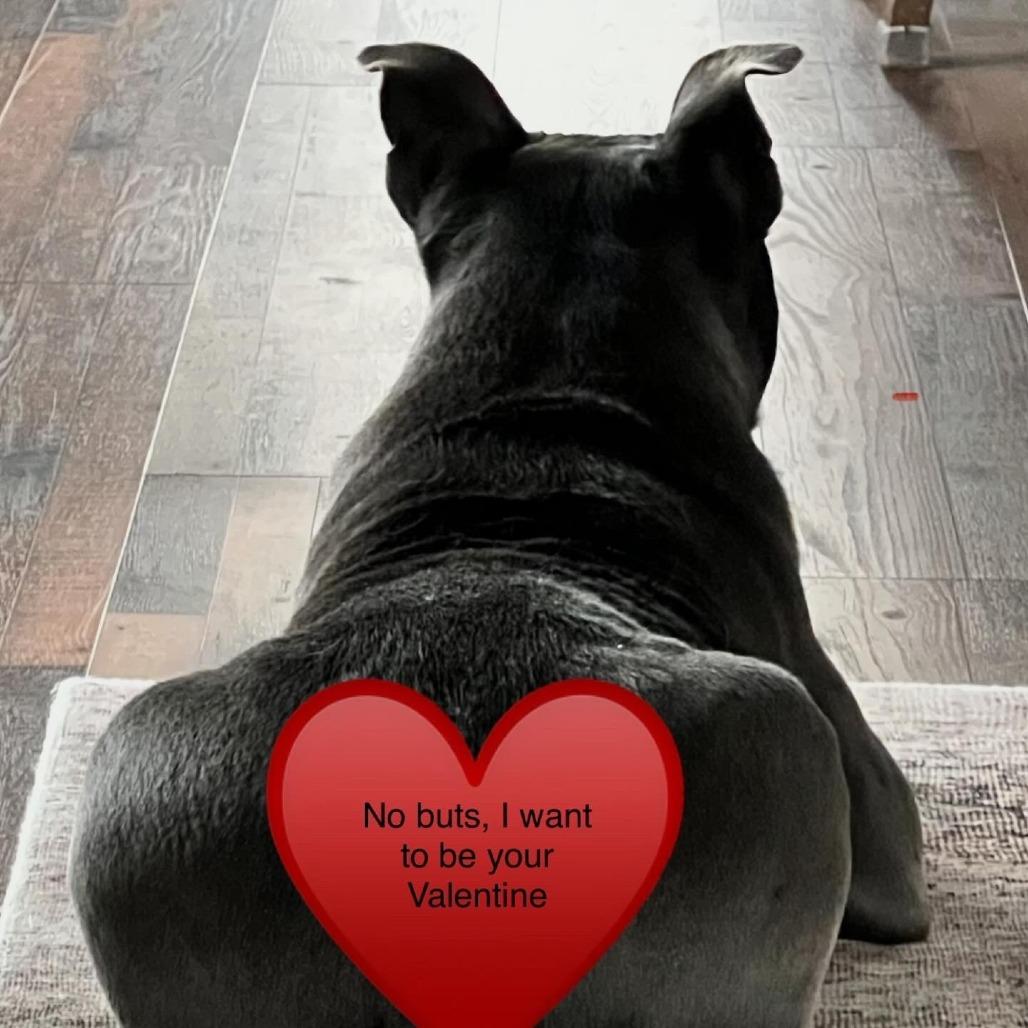 Enlarge HENRY, a Adoptable Pit Bull Terrier in Pleasanton, CA image 1/6