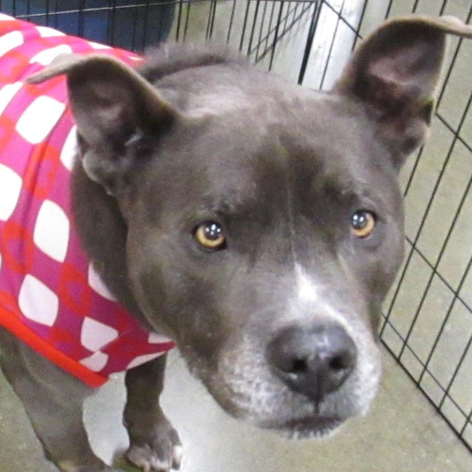 Enlarge HENRY, a Adoptable Pit Bull Terrier in Pleasanton, CA image 2/6