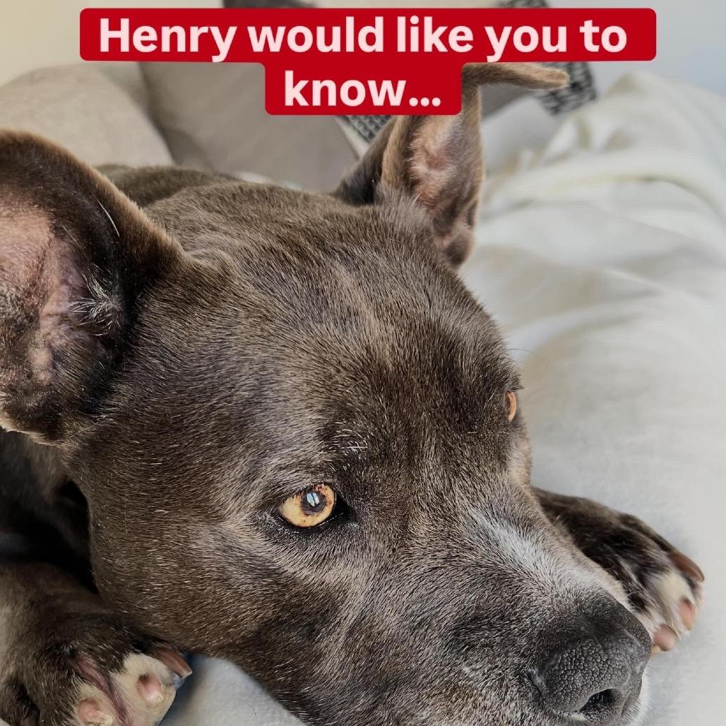 Enlarge HENRY, a Adoptable Pit Bull Terrier in Pleasanton, CA image 4/6