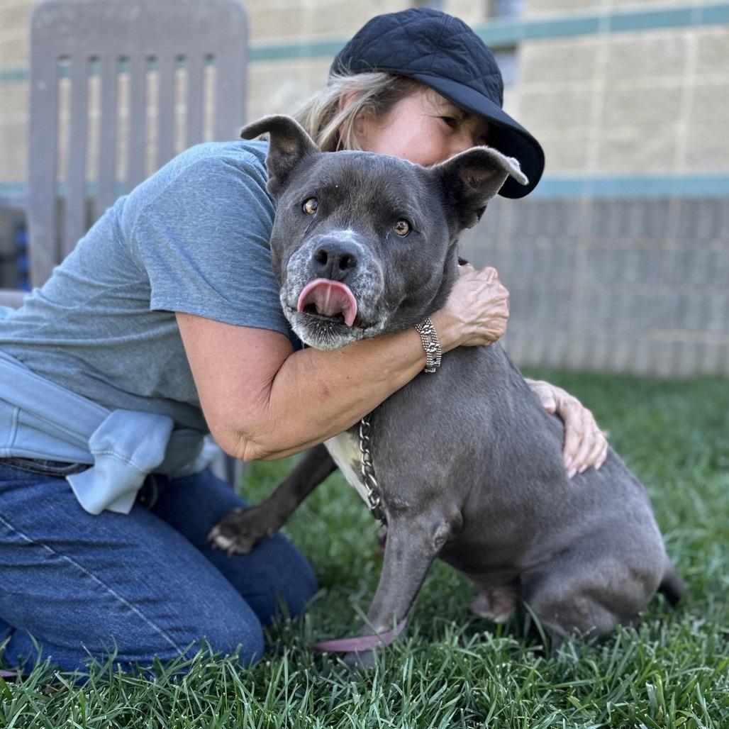 Enlarge HENRY, a Adoptable Pit Bull Terrier in Pleasanton, CA image 5/6
