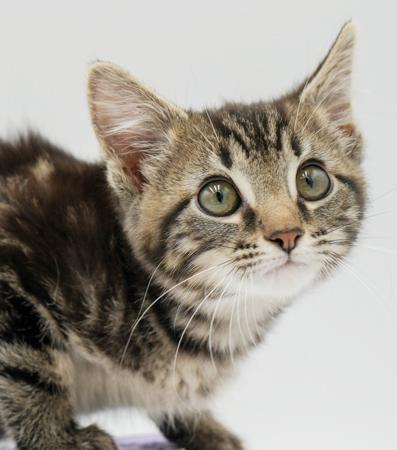 DJay is going to rock your world with his purrfect purrs n' kisses!