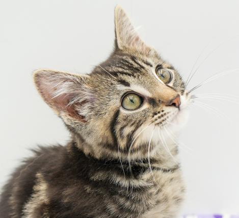 DJay is going to rock your world with his purrfect purrs n' kisses!
